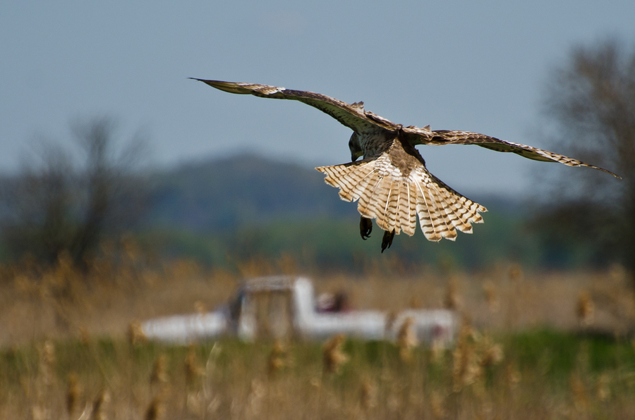 Red-tailed Hawk 